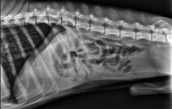 Radiologie – Algemene informatie